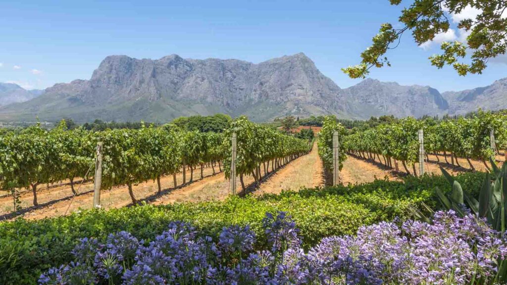 Cape Winelands (Stellenbosch-Franschhoek) Capetown