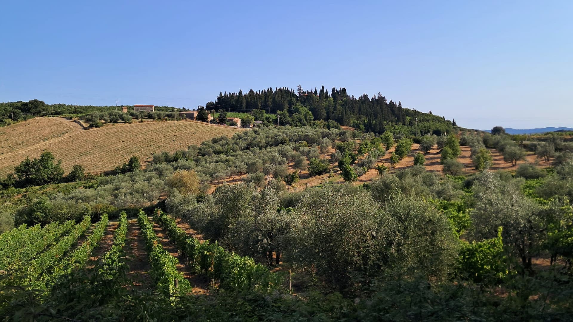 A certified organic farm and biological olive oil production visit