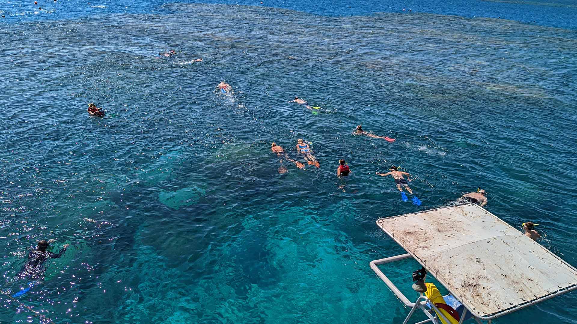 A Great Barrier Reef snorkeling excursion from the Moore Reef pontoon