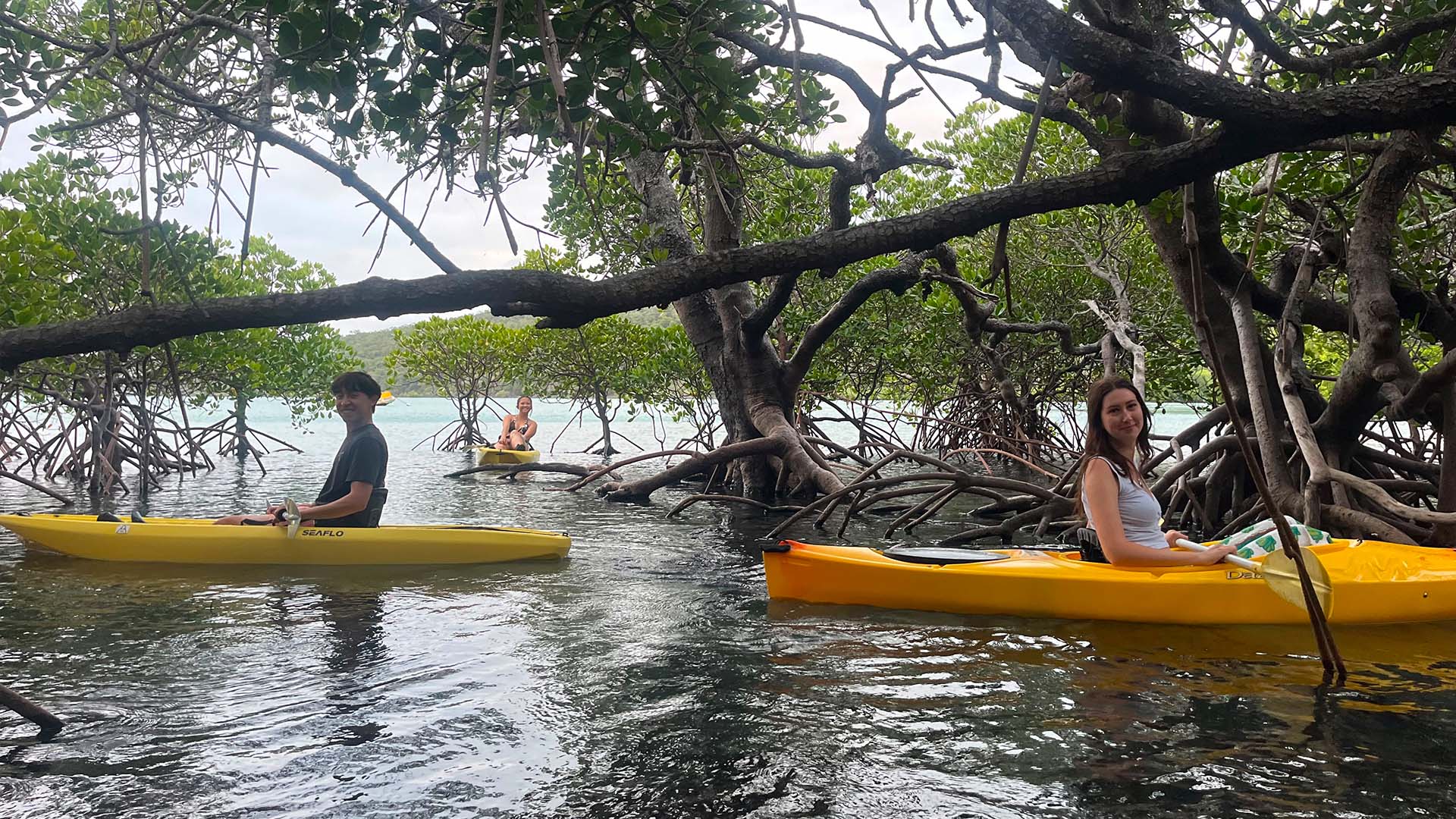 A mangrove-boardwalk field study of coastal wetland ecosystems