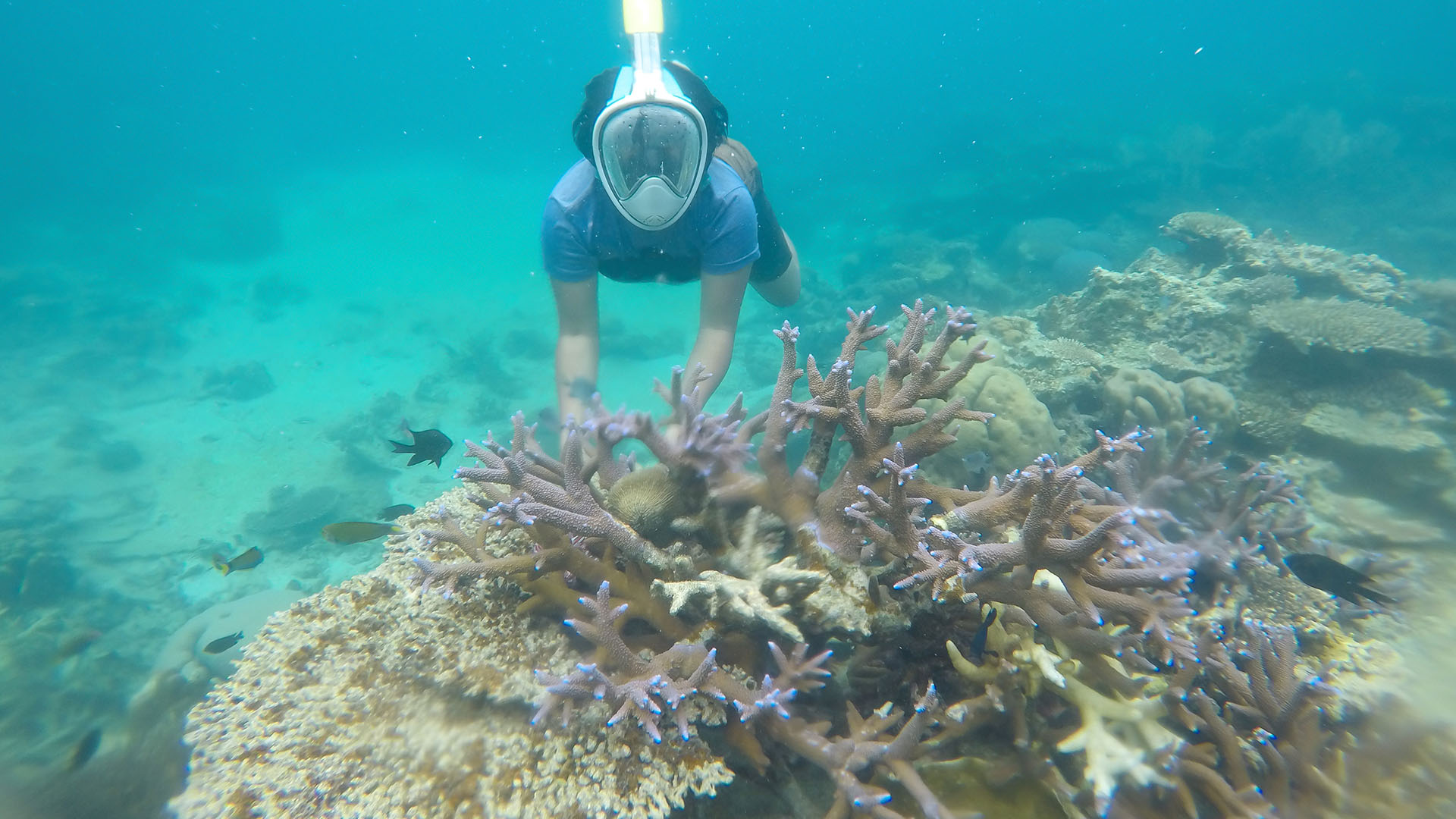 Snorkel-based reef surveys on the Great Barrier Reef, a UNESCO World Heritage Site