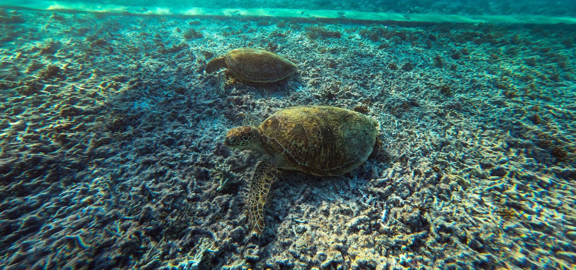 Marine Biology and Reef Conservation on the Great Barrier Reef