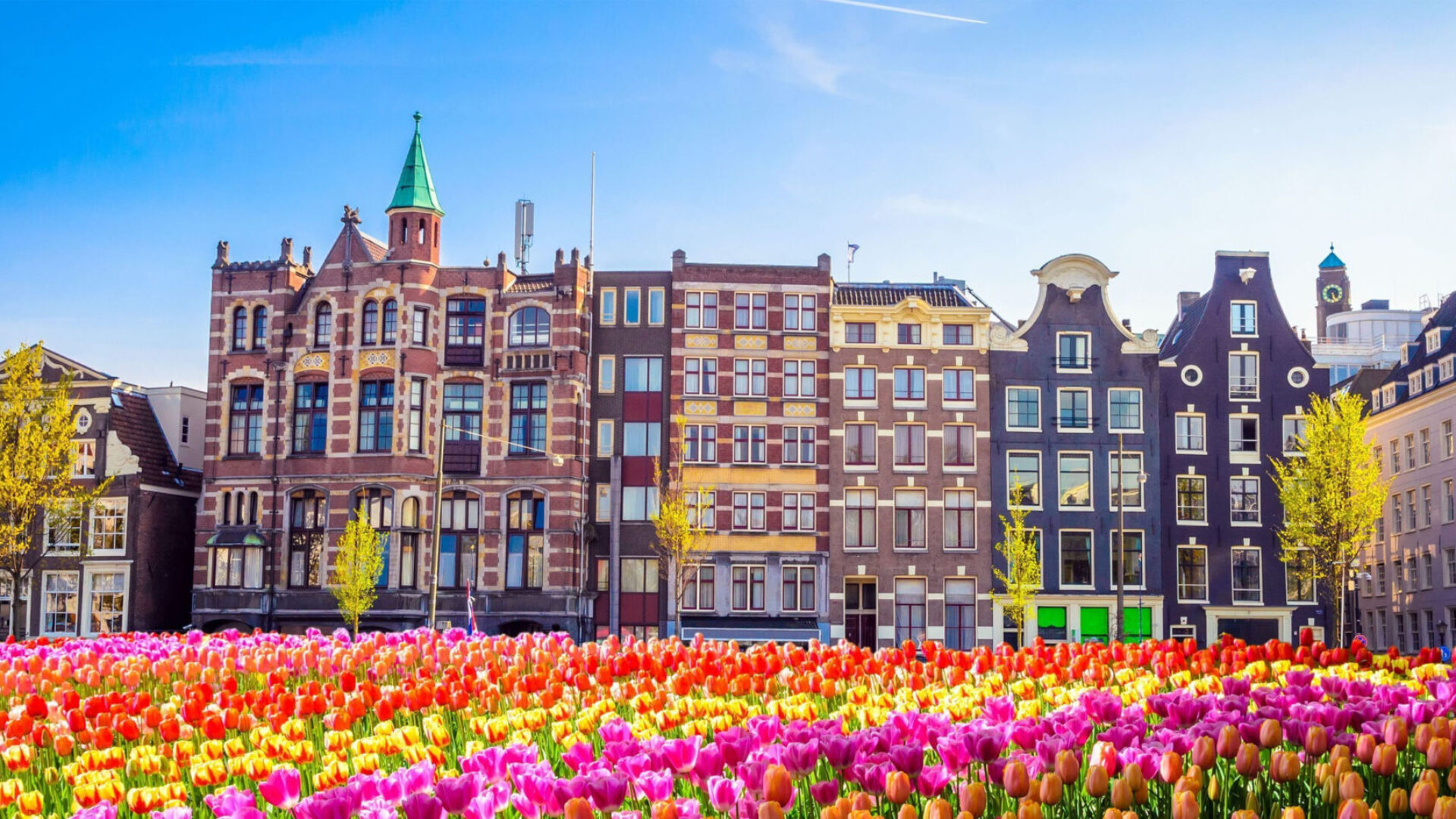 Counseling & Mental Health in Amsterdam and Copenhagen Banner
